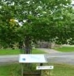 Timble Oak tree and railings Interpretation board Grass triangle in centre of village 